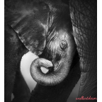 elefánt poszter tapéta 5