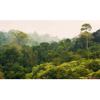 esőerdő poszter tapéta 5