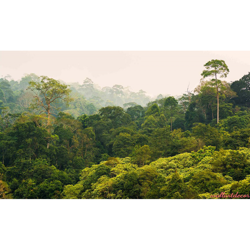 esőerdő poszter tapéta 7