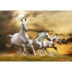 fehér lovak vászonkép 6
