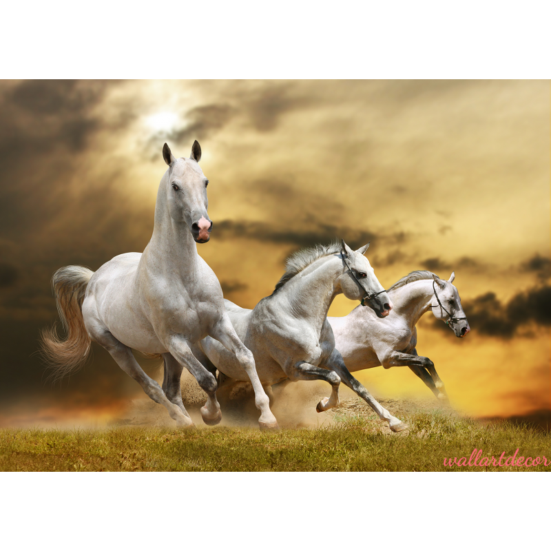 fehér lovak vászonkép 4