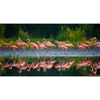 flamingók vízparton poszter tapéta 6