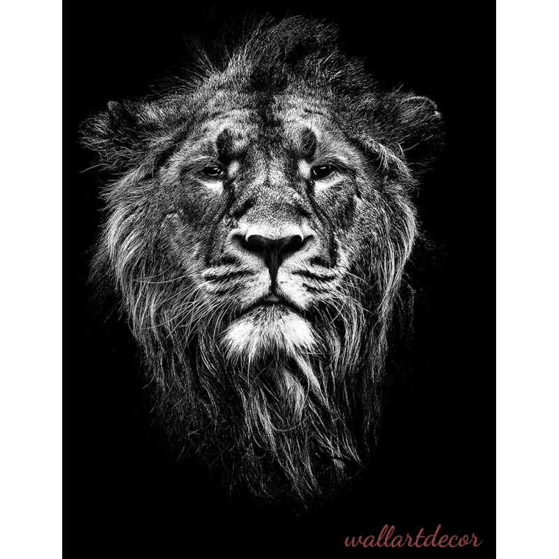 fekete,fehér oroszlán kép poszter tapéta 8