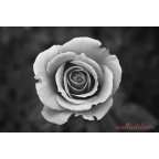 fekete, fehér rózsa poszter tapéta 6