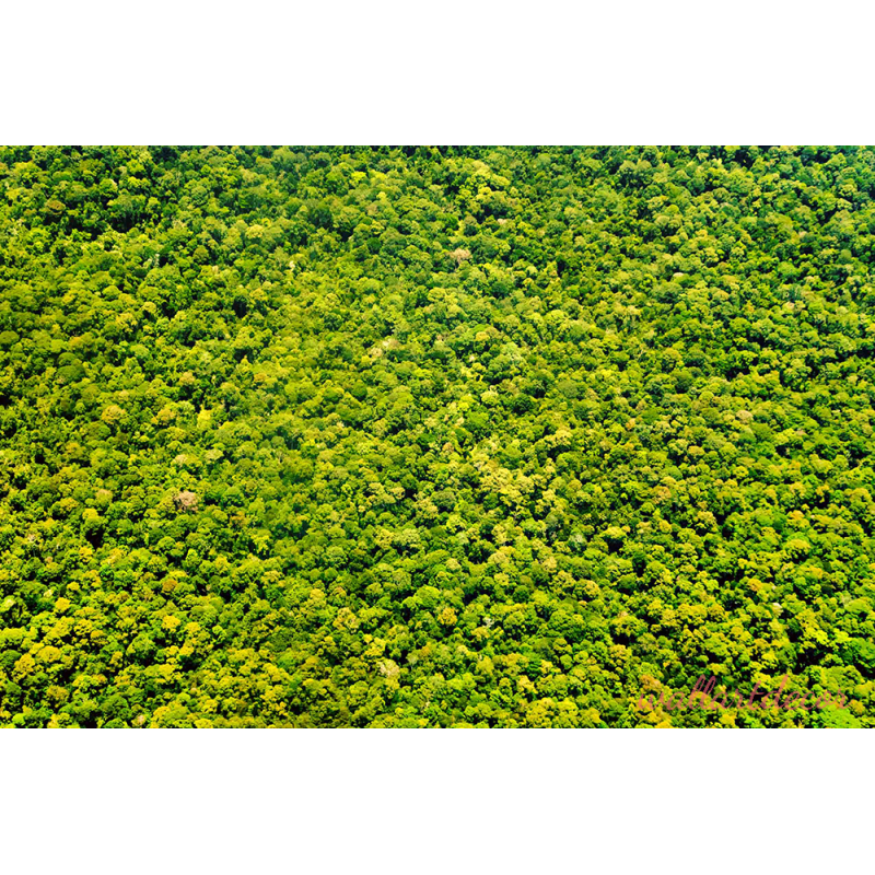 sűrű zöld növény poszter tapéta 7