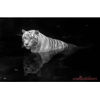 fekete,fehér tigris poszter tapéta 6
