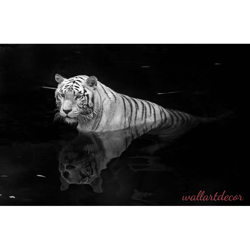 fekete,fehér tigris poszter tapéta 5