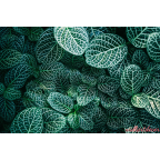 zöld kis levelek poszter tapéta 5
